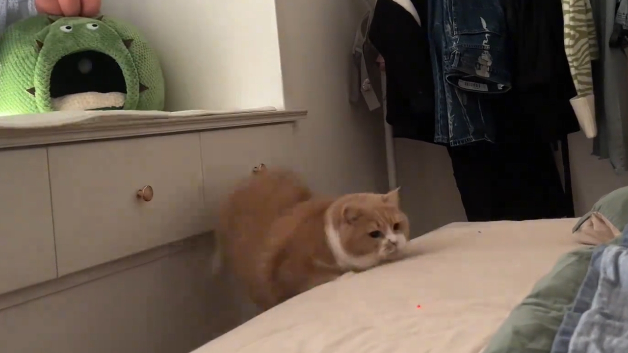 Video thumbnail for Cat slips while jumping on bed chasing red dot in Anhui