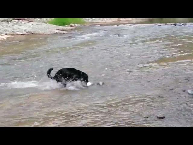 'Video thumbnail for Dog play in the river #dogswimming #doggos #doggyzworld #dogie'