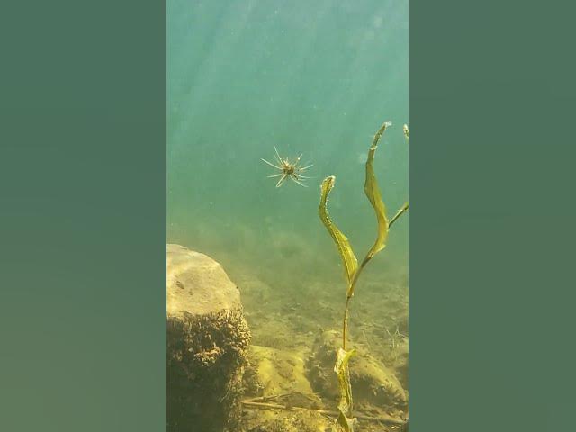 Video thumbnail for The hottest bait in fishing - The Coike. We can see why!