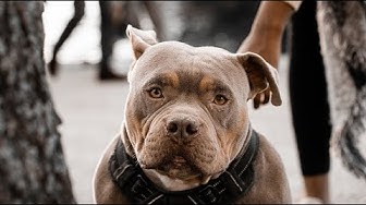 Video thumbnail for Pit Bull Pros and Cons
