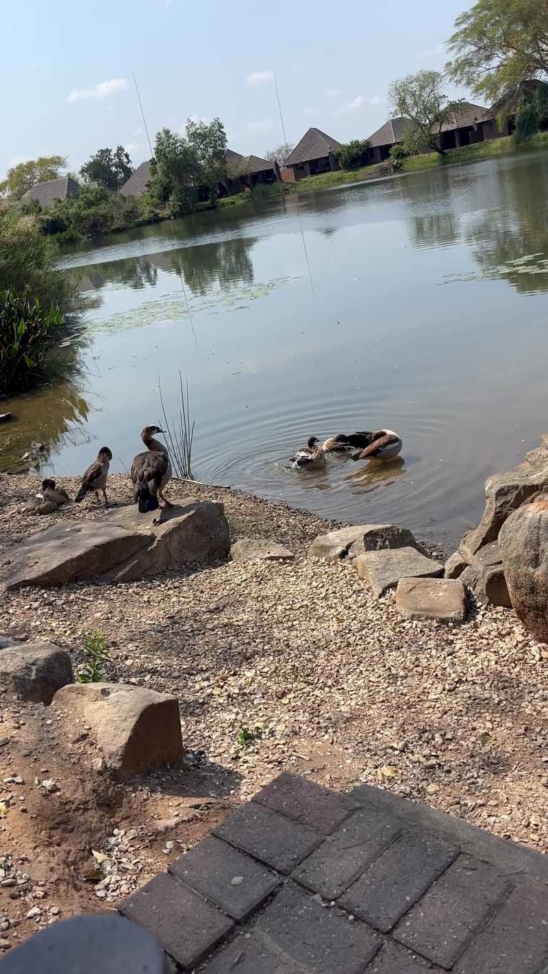 Video thumbnail for Ducks Relaxing by a Tranquil Safari Lodge Lake