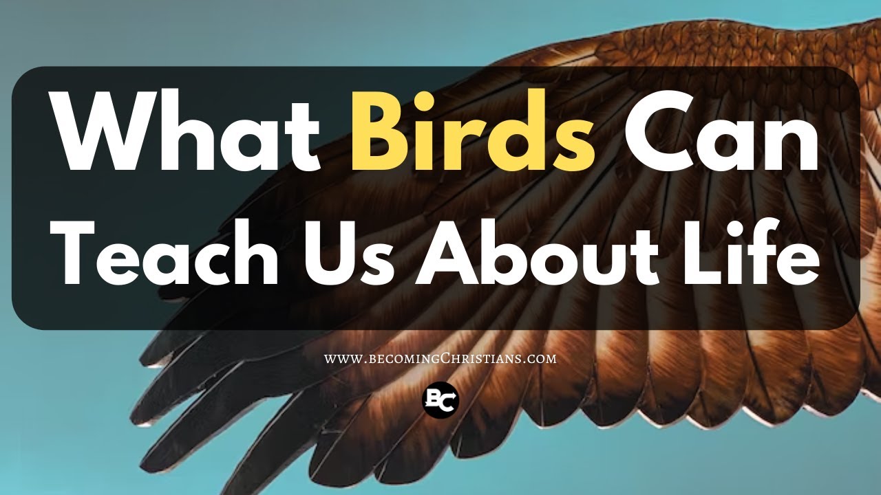 Video thumbnail for 5 Surprising Life Spiritual Lessons from Humble Birds