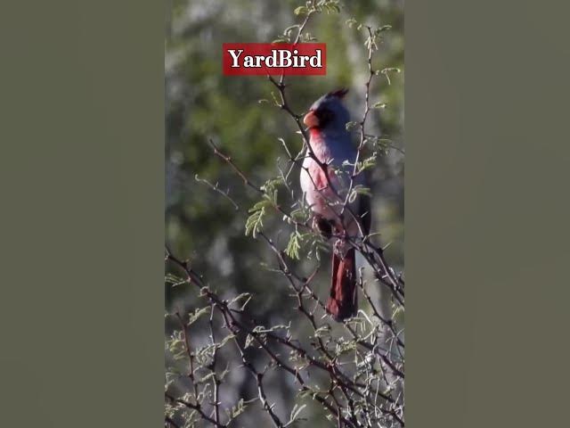 Video thumbnail for Pyrrhuloxia on Chapa Road