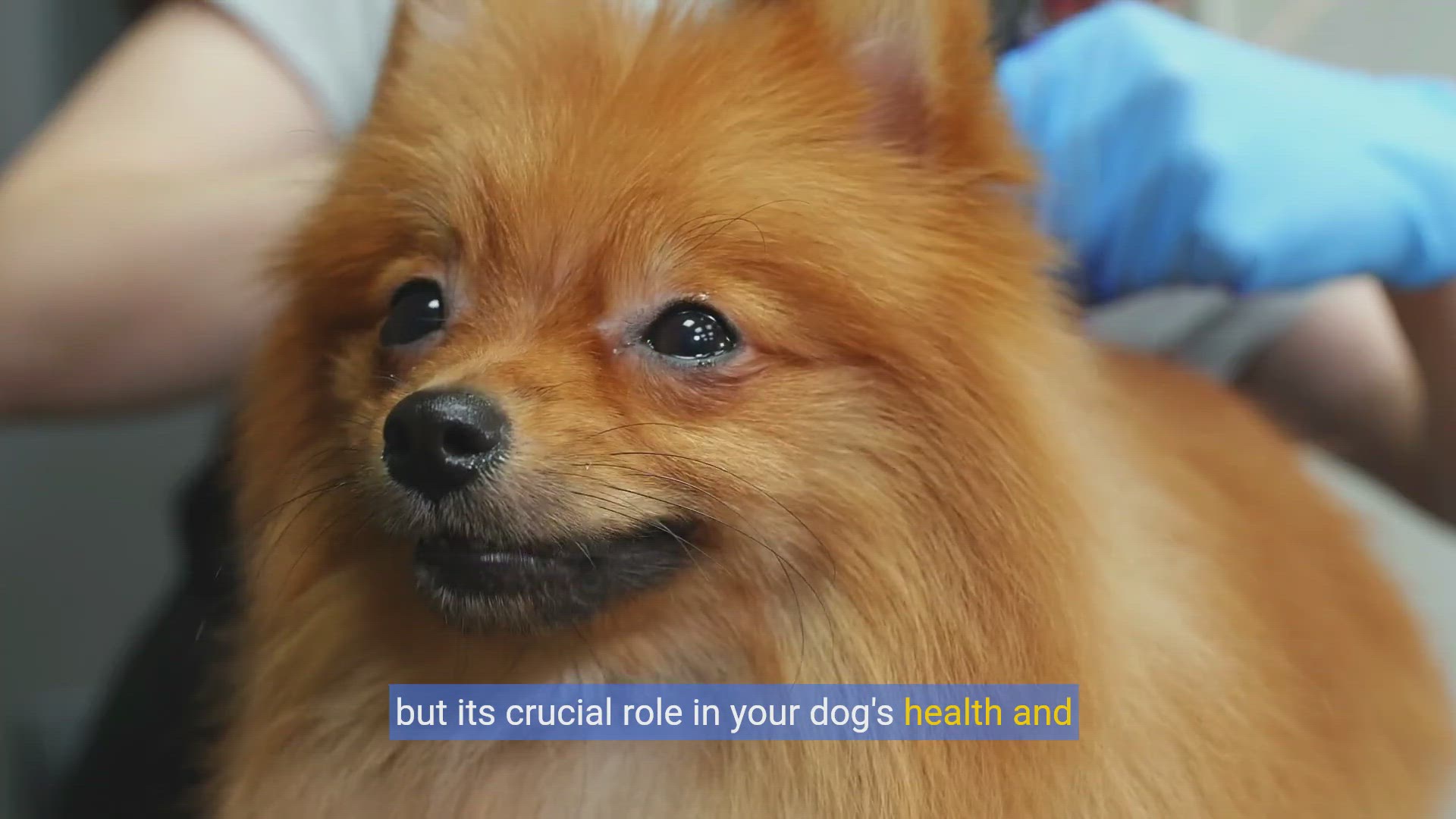 'Video thumbnail for DIY Dog Grooming: Master At-Home Techniques!'