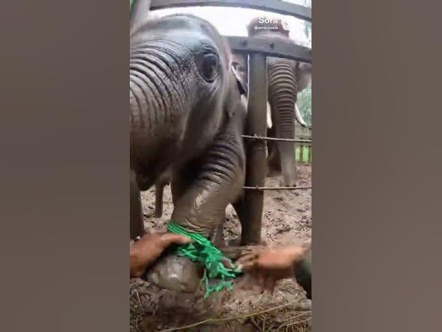 Video thumbnail for Hands Twisting Plastic in a Tight Muddy Elephant Pen
