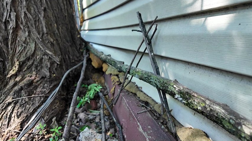 Video thumbnail for Tree grows into home: Bed-Stuy homeowner demands city action