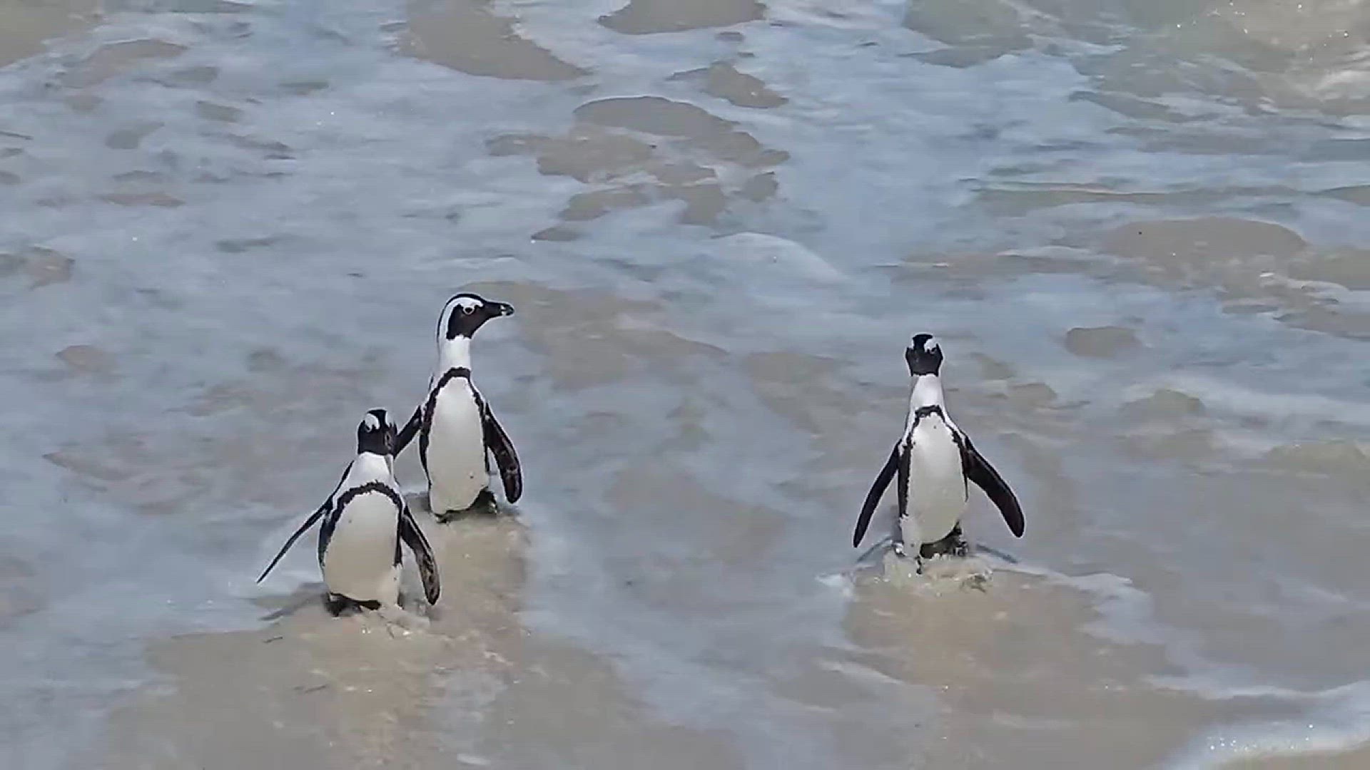 Video thumbnail for penguins Boulders Beach Cape Town