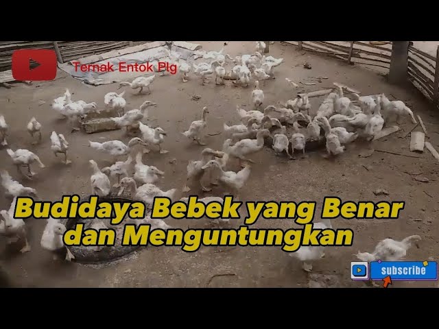 Video thumbnail for Cara Budidaya Bebek yang Benar dan Menguntungkan | Eps. 3