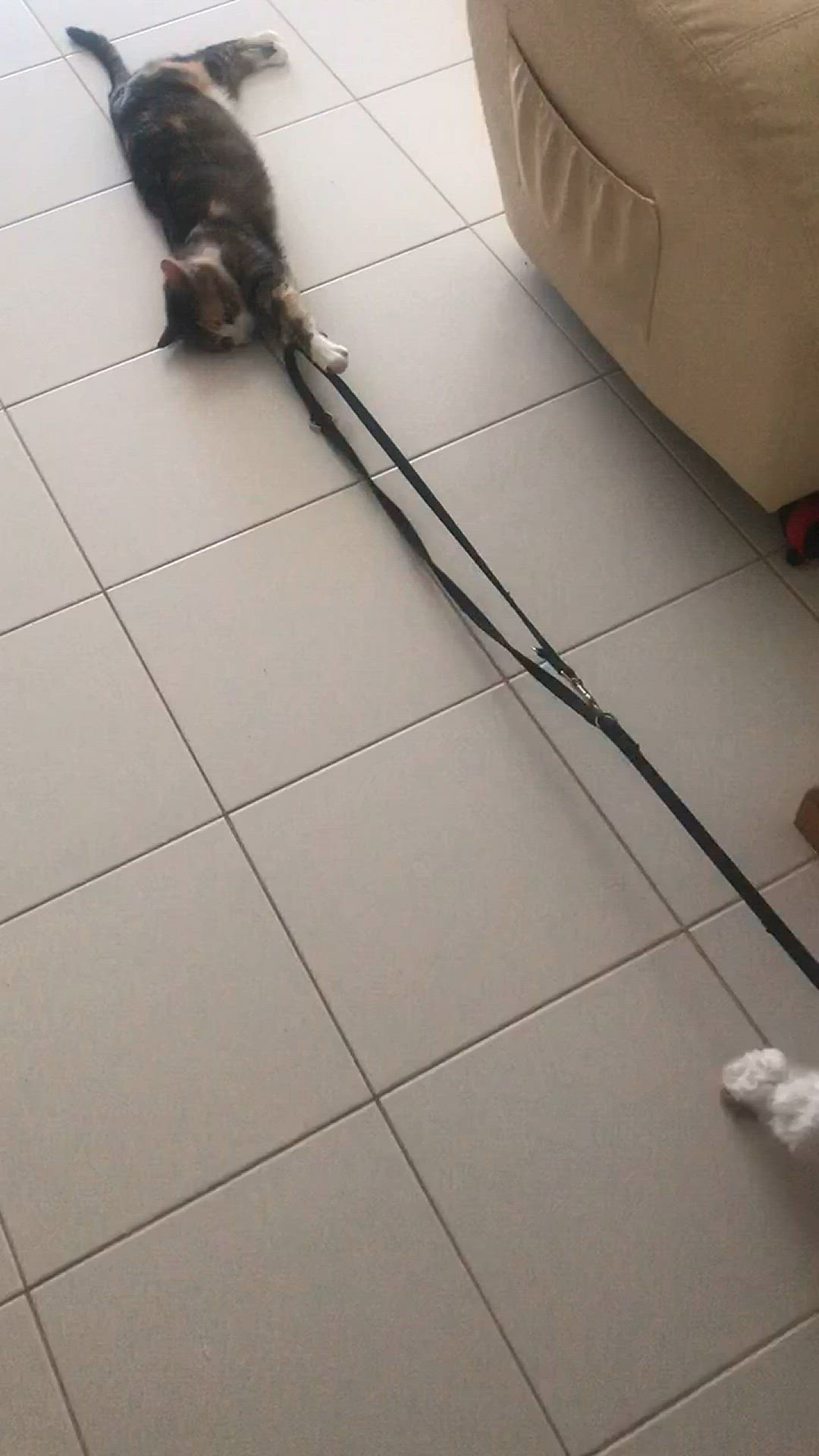Video thumbnail for Storm the cat pulling Arya’s lead