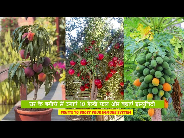 Video thumbnail for घर के बगीचे में उगाएं 10 हेल्दी फल और बढ़ाएं इम्युनिटी | Fruits to Boost Your Immune System