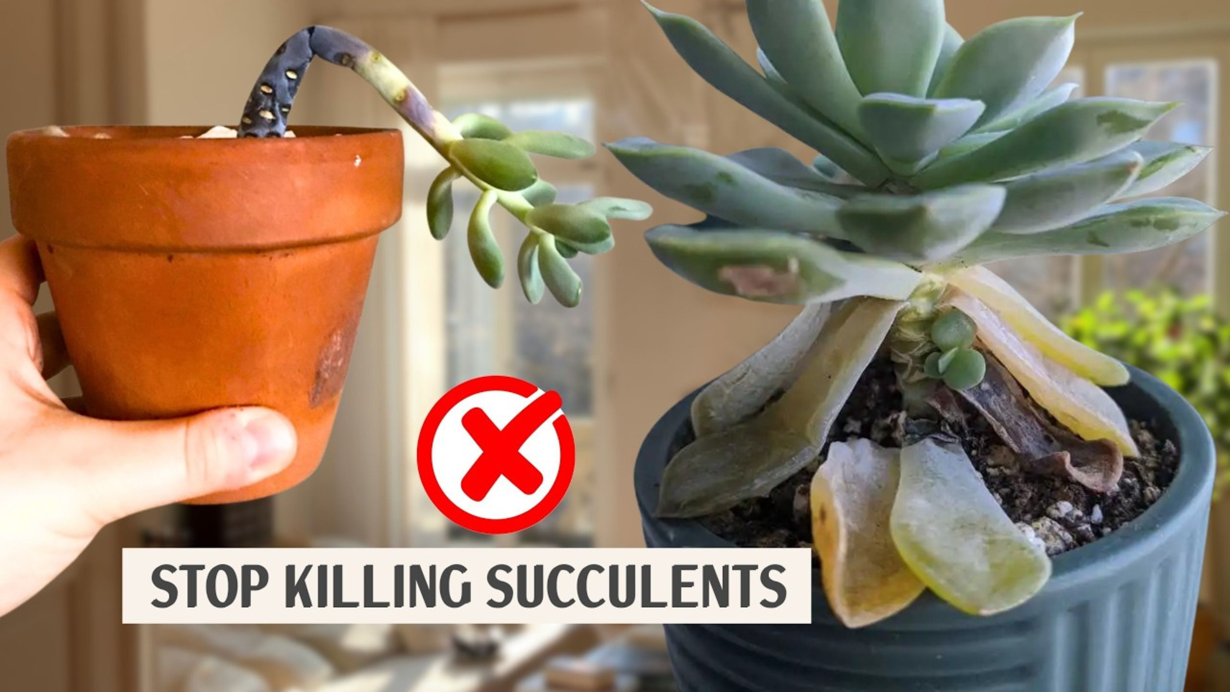 Video thumbnail for Oops! The Silent Mistakes That Slowly Kill Succulent Plants