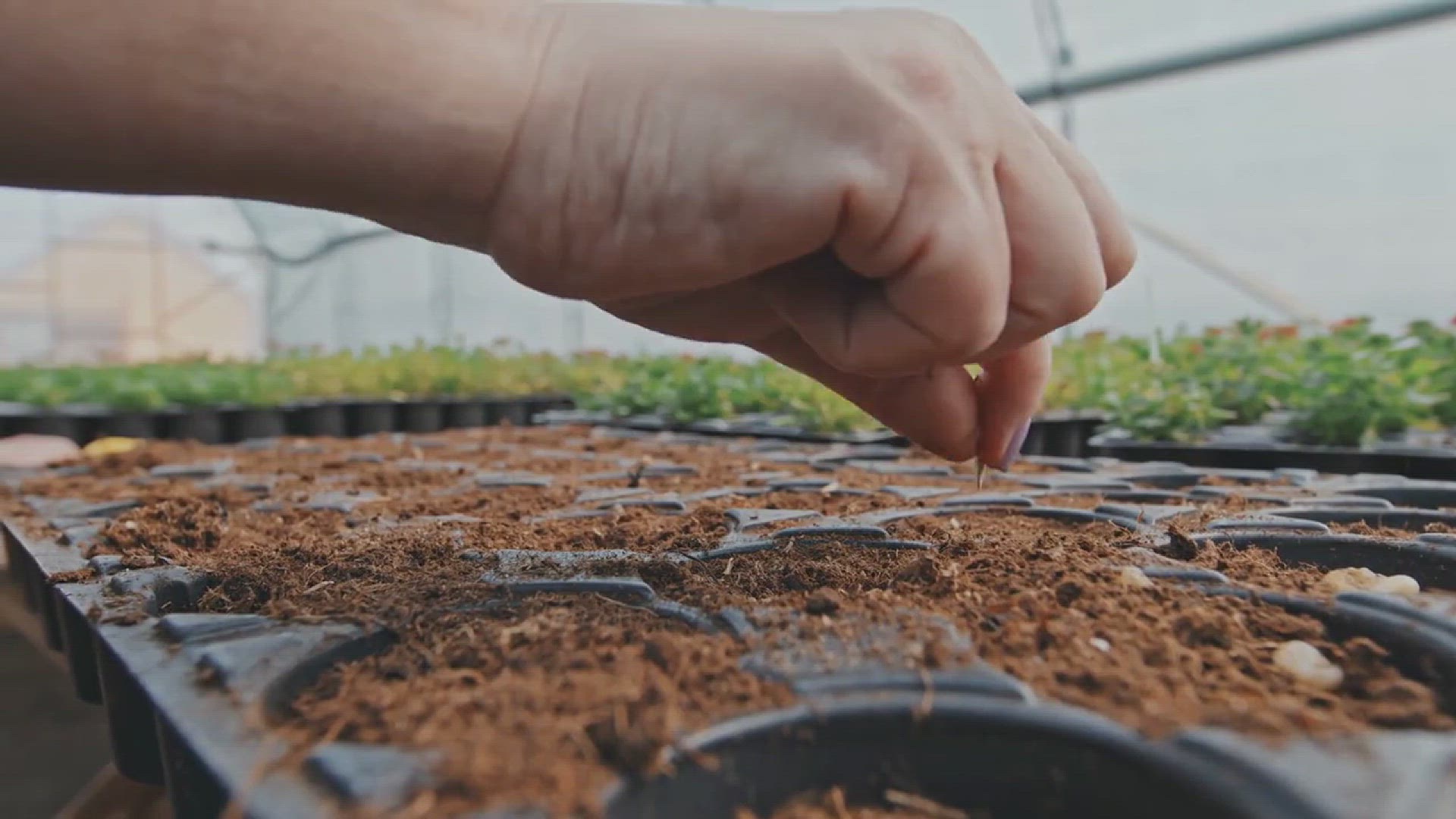'Video thumbnail for How to Grow Chili Pepper in Pots'