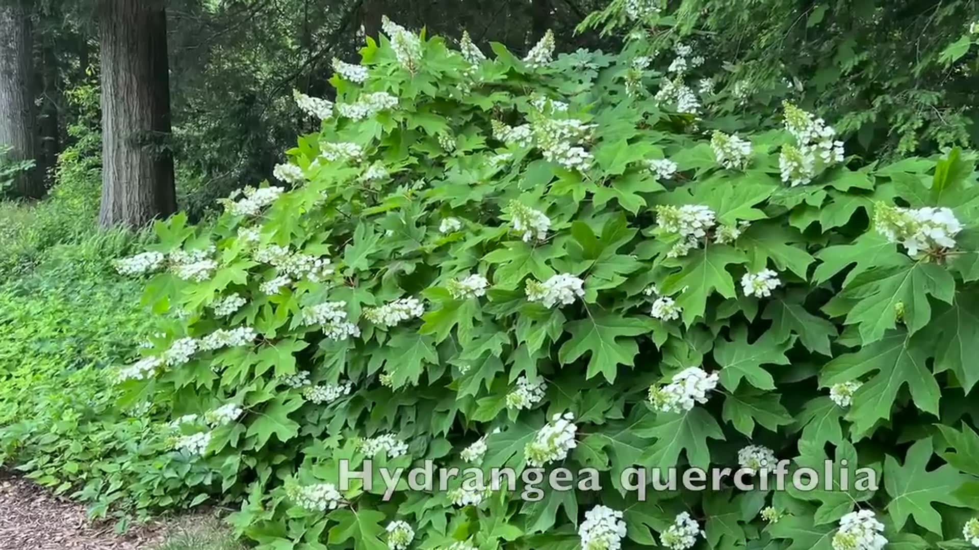 'Video thumbnail for Propagate HYDRANGEA the Easy Way - Make Free Plants'