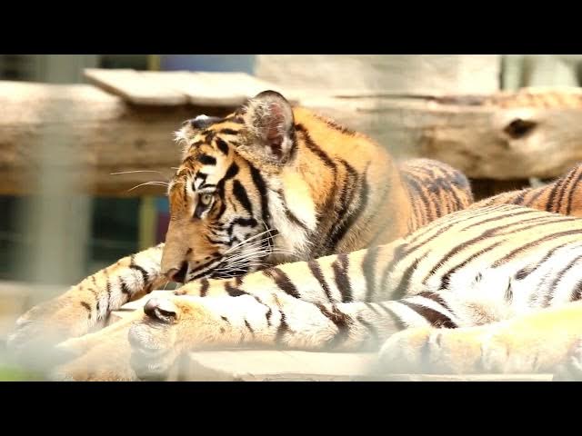 Video thumbnail for The Connection Between Tigers and Bear Populations