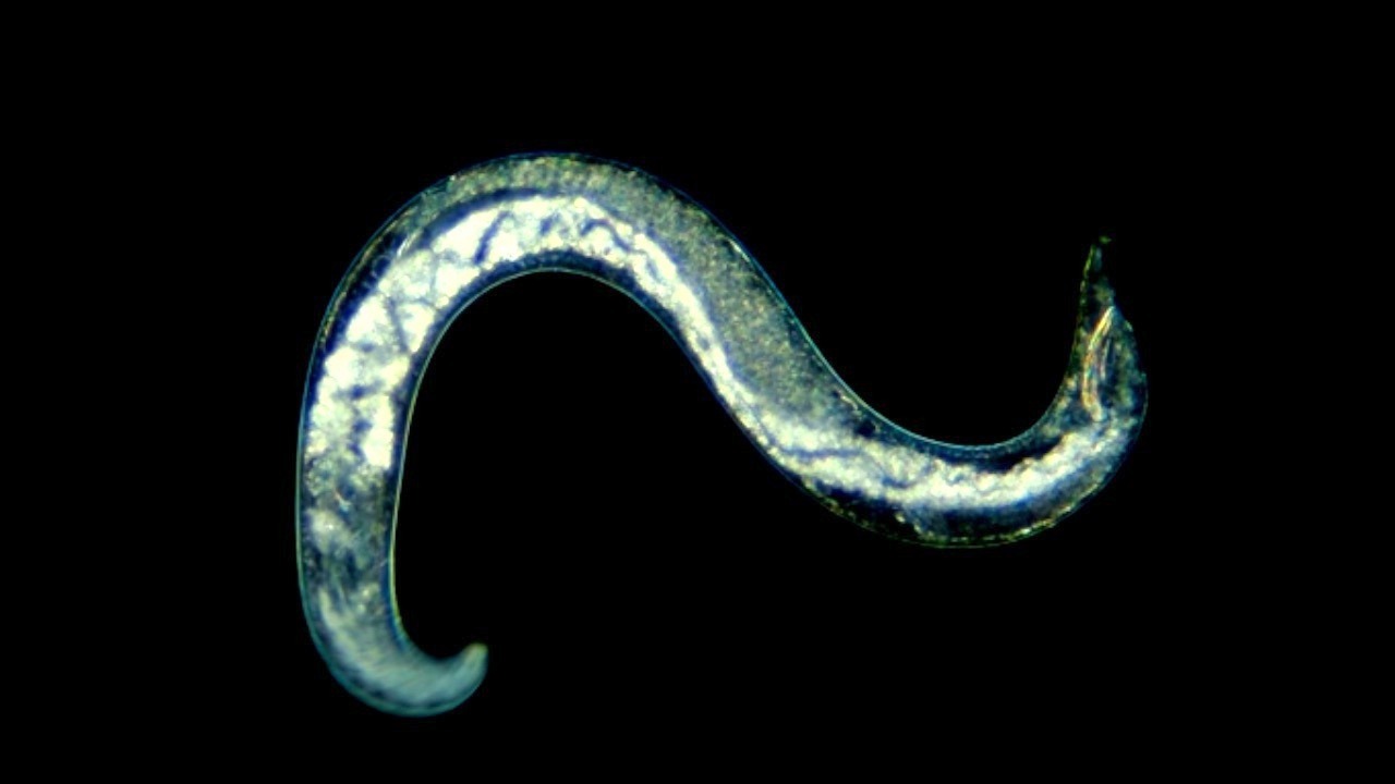 Video thumbnail for Ancient Nematode Revived After Millennia in Thawed Permafrost