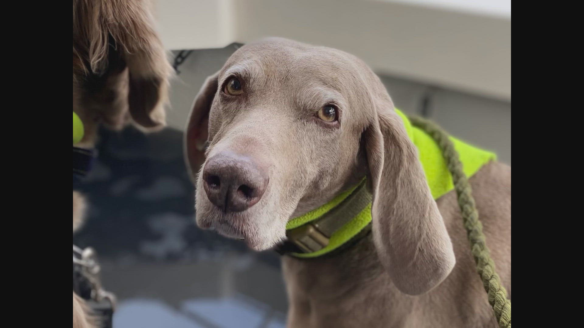 Video thumbnail for Caring for Your Senior Dog - Essential Tips for a Healthy Golden Age