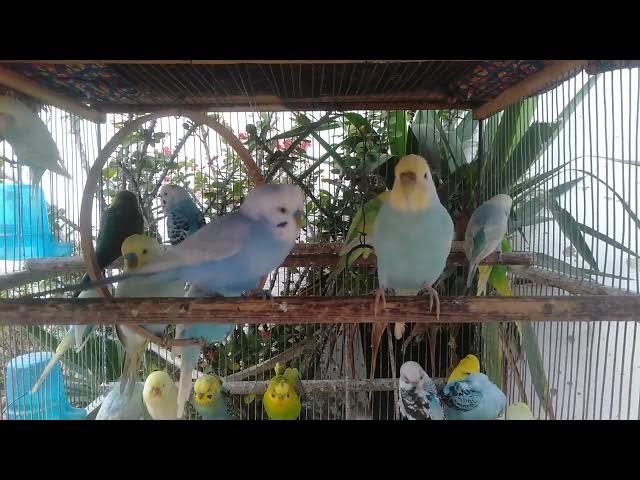 Video thumbnail for 2分で変わる！インコがもっと元気になる方法✨