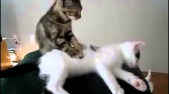 Video thumbnail for O Gato massagista