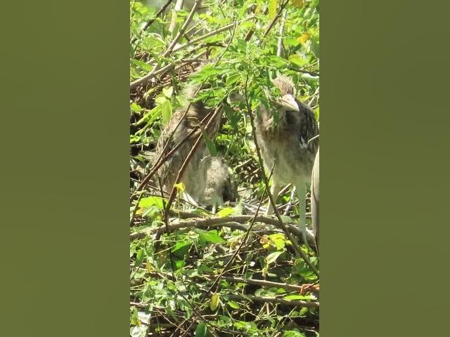 Video thumbnail for all baby birds sound at fields 1 2