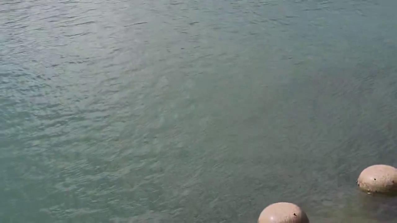Video thumbnail for South Korea: Shark Sighting Draws Crowds to North Port Waterfront Park in Busan.