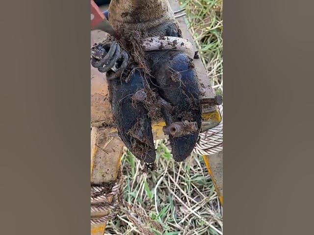 Video thumbnail for Secret tips to remove stuck METALS from cow's hoof #hoofcare