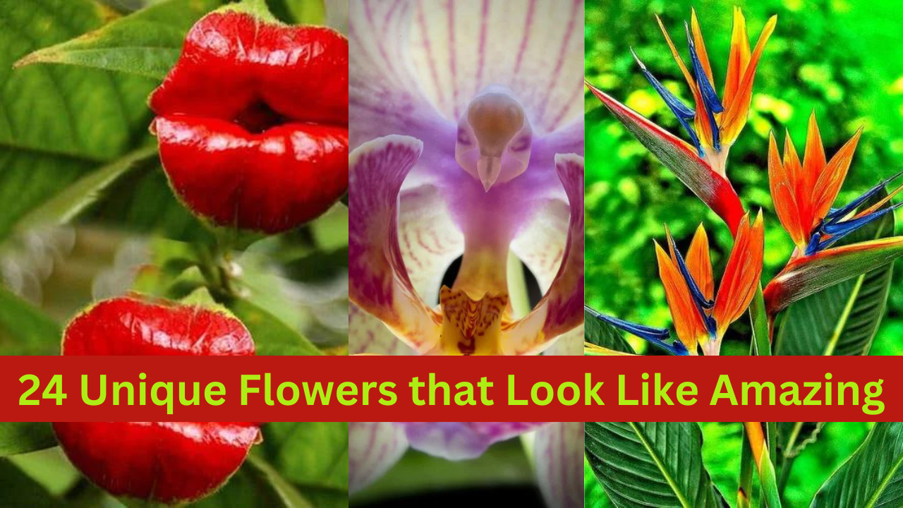 Video thumbnail for 24 Unique Flowers that Look Like Amazing