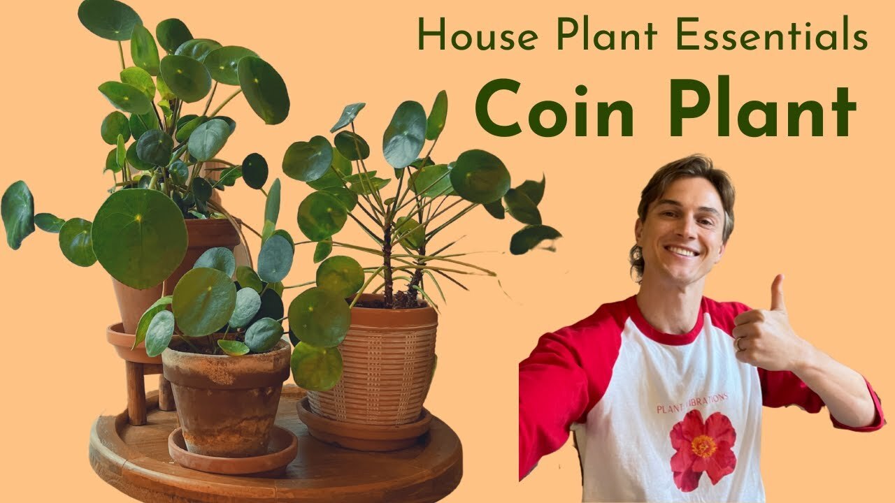 Video thumbnail for Pilea peperomioides - Complete Care - Houseplant Basics - How to Grow Well (Chinese Money Plant)