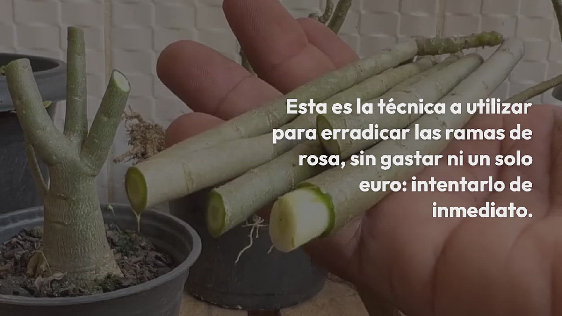 Video thumbnail for La única técnica para arrancar ramas de rosa sin gastar ni 1 euro