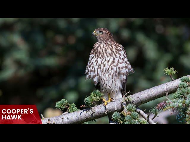 Video thumbnail for Hawks in South Dakota: Skyward Custodians of the Mount Rushmore State