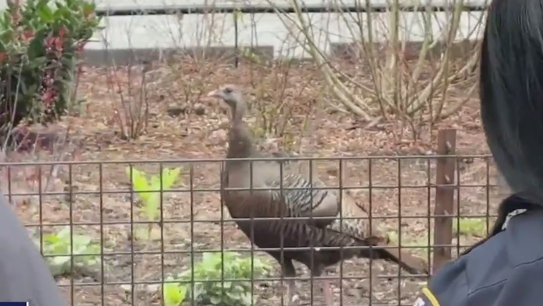 Video thumbnail for Rosie the Roosevelt Island turkey spotted in Manhattan