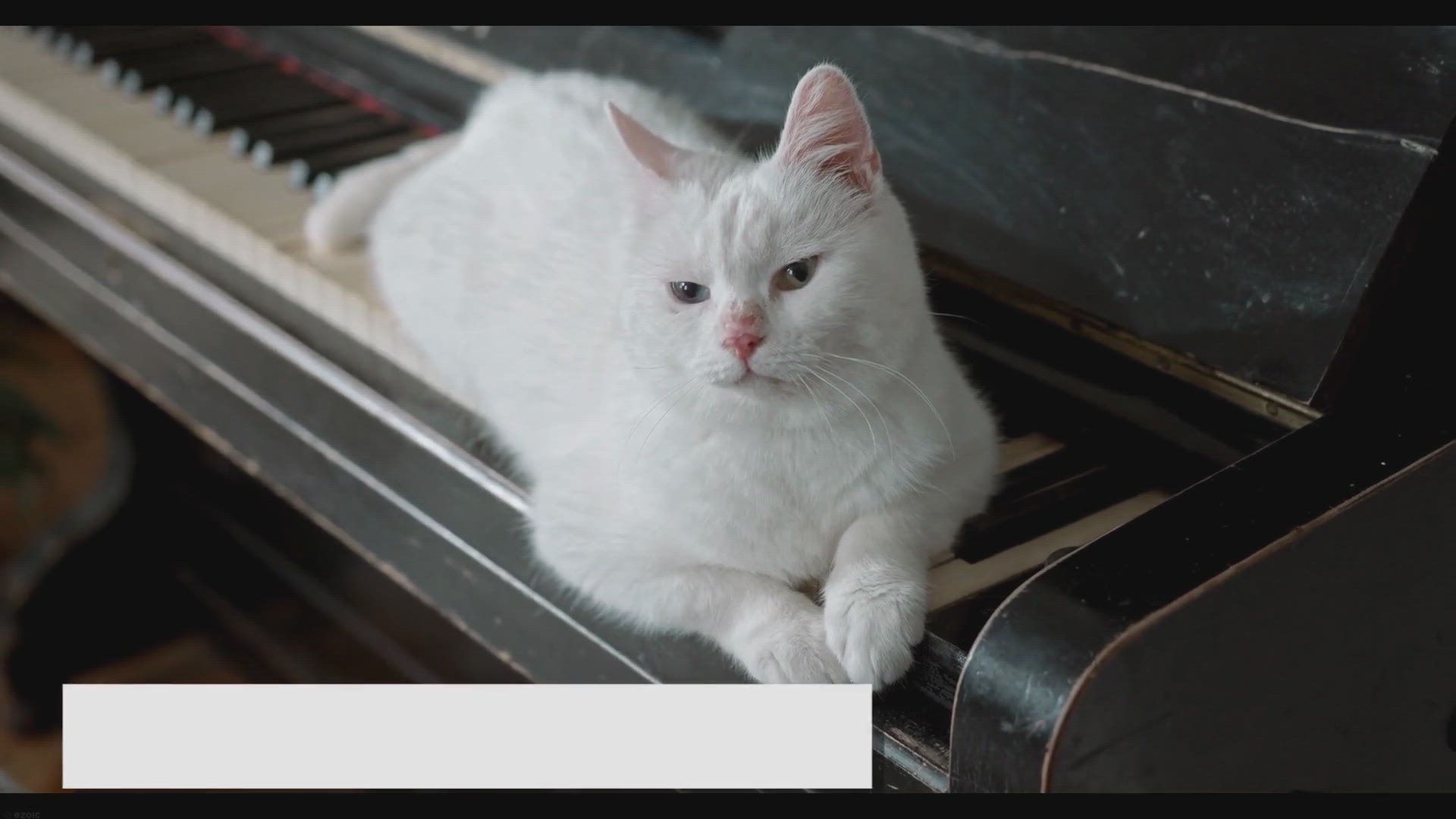 'Video thumbnail for Cream Point Ragdolls: Where Elegance Meets Charm!'