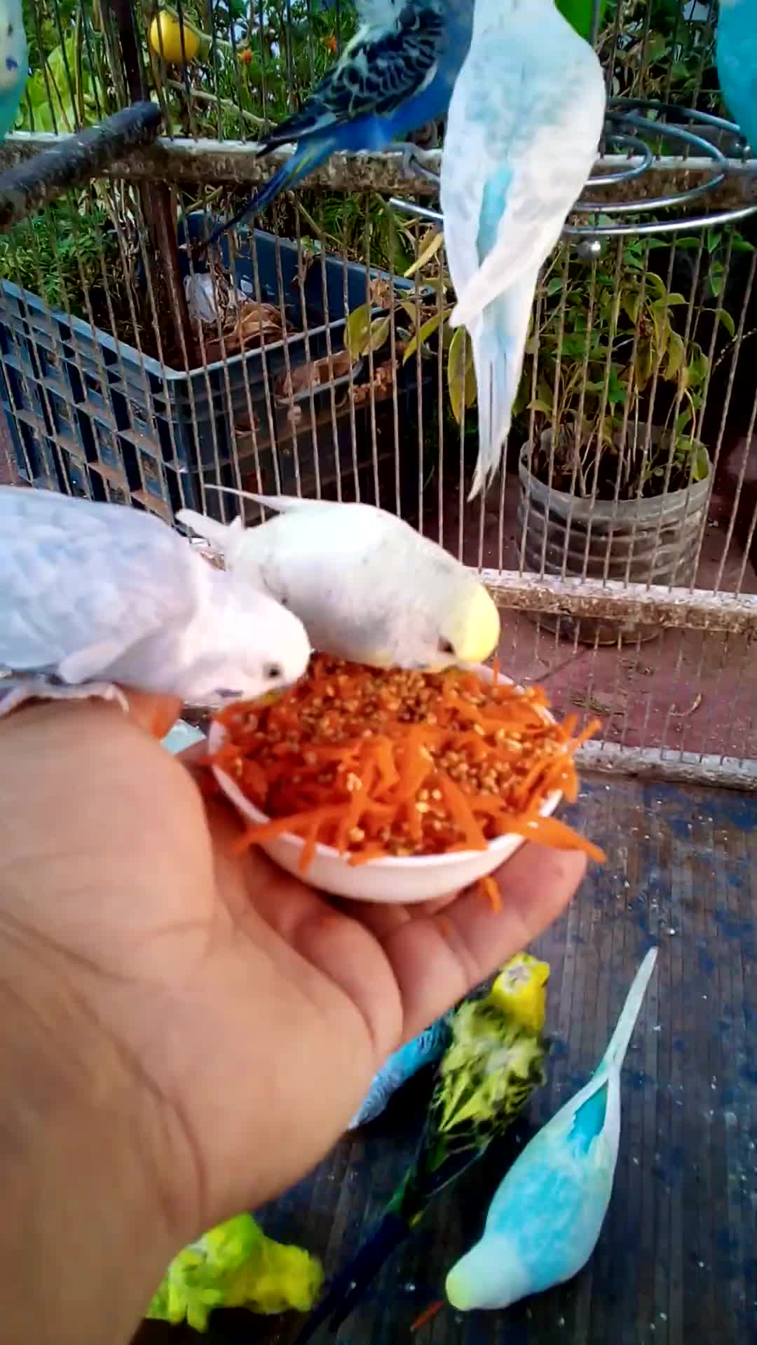 'Video thumbnail for This Amazon bird toy is SO COOL#birds#parrot #birdslover #budgis #lovebirds #budgiegar #cute #health'