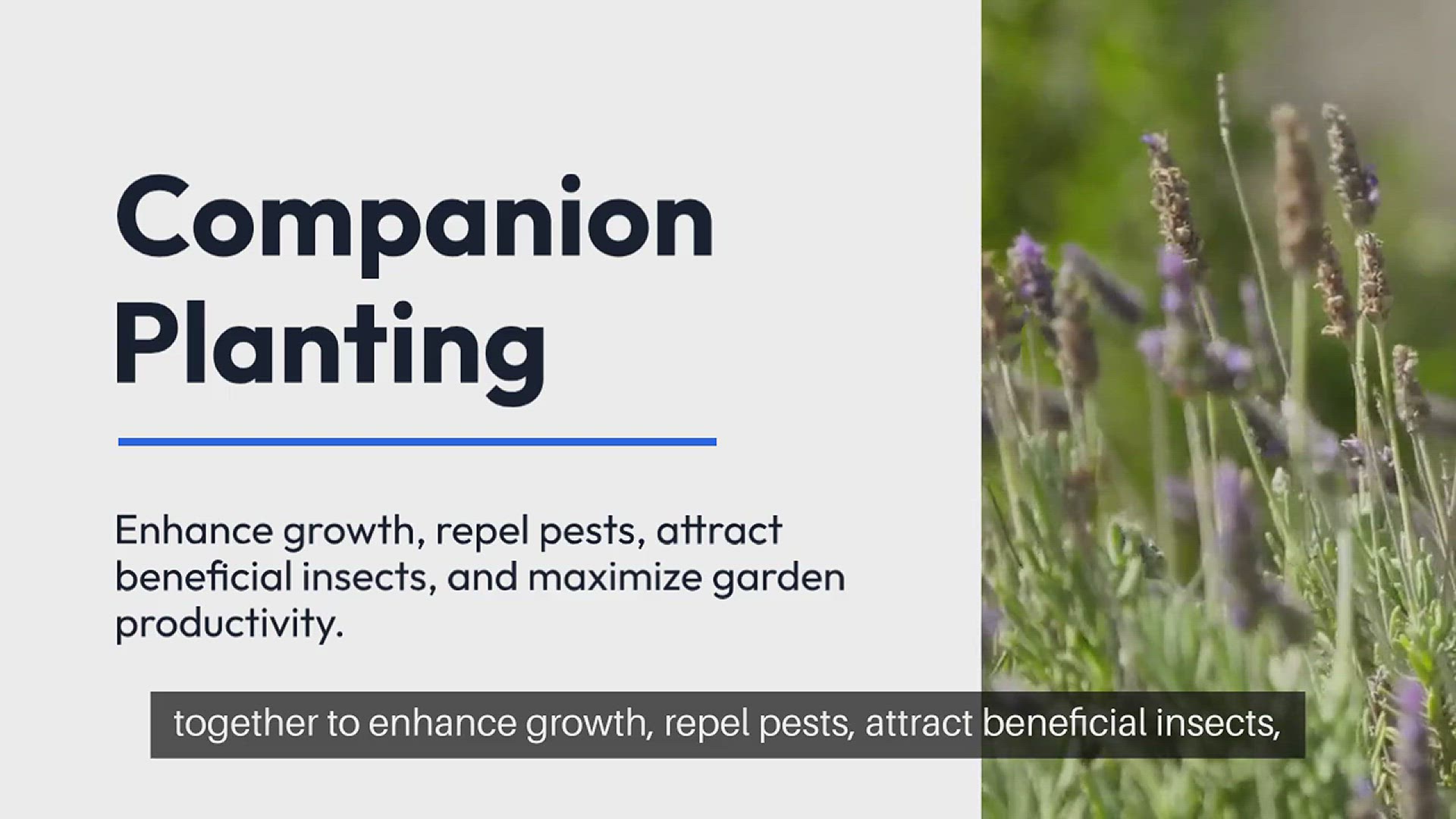 Video thumbnail for Garden Companion Planting