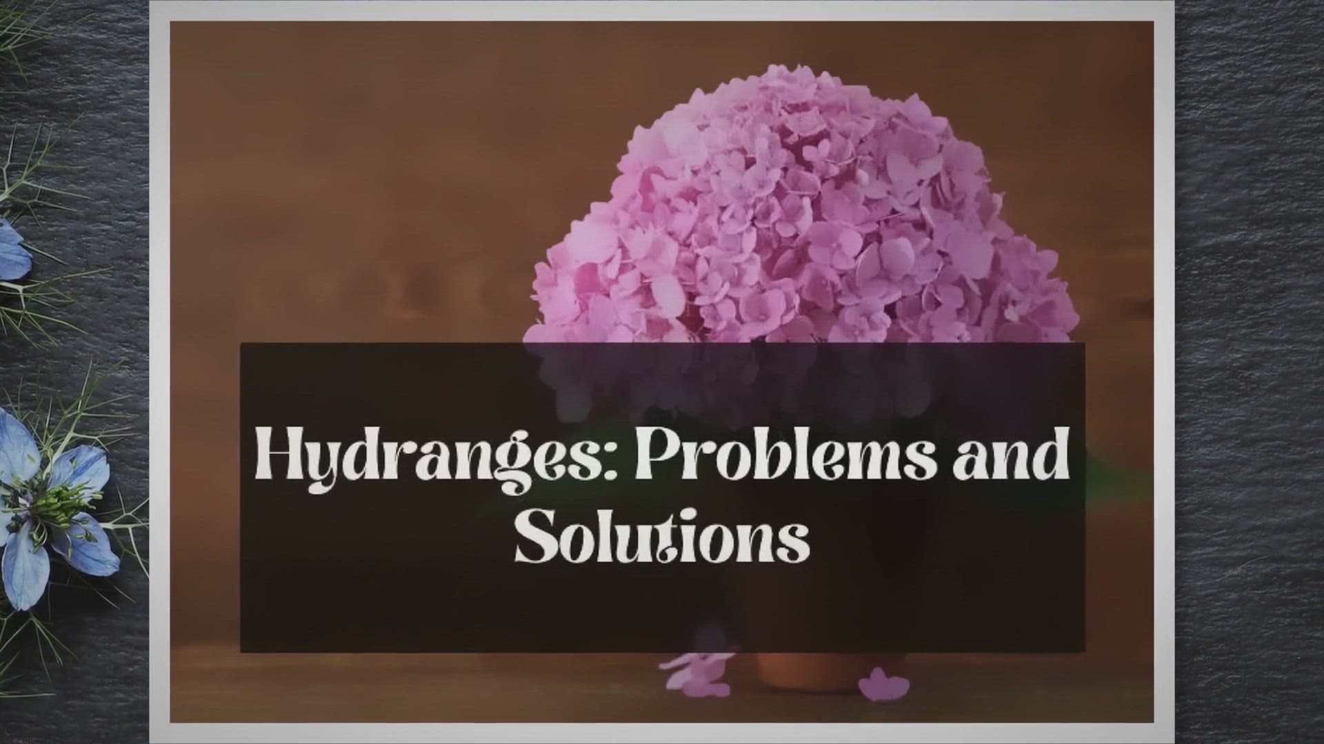 Video thumbnail for 5 Common Problems with Hydrangeas in Pots: A Planter's Guide