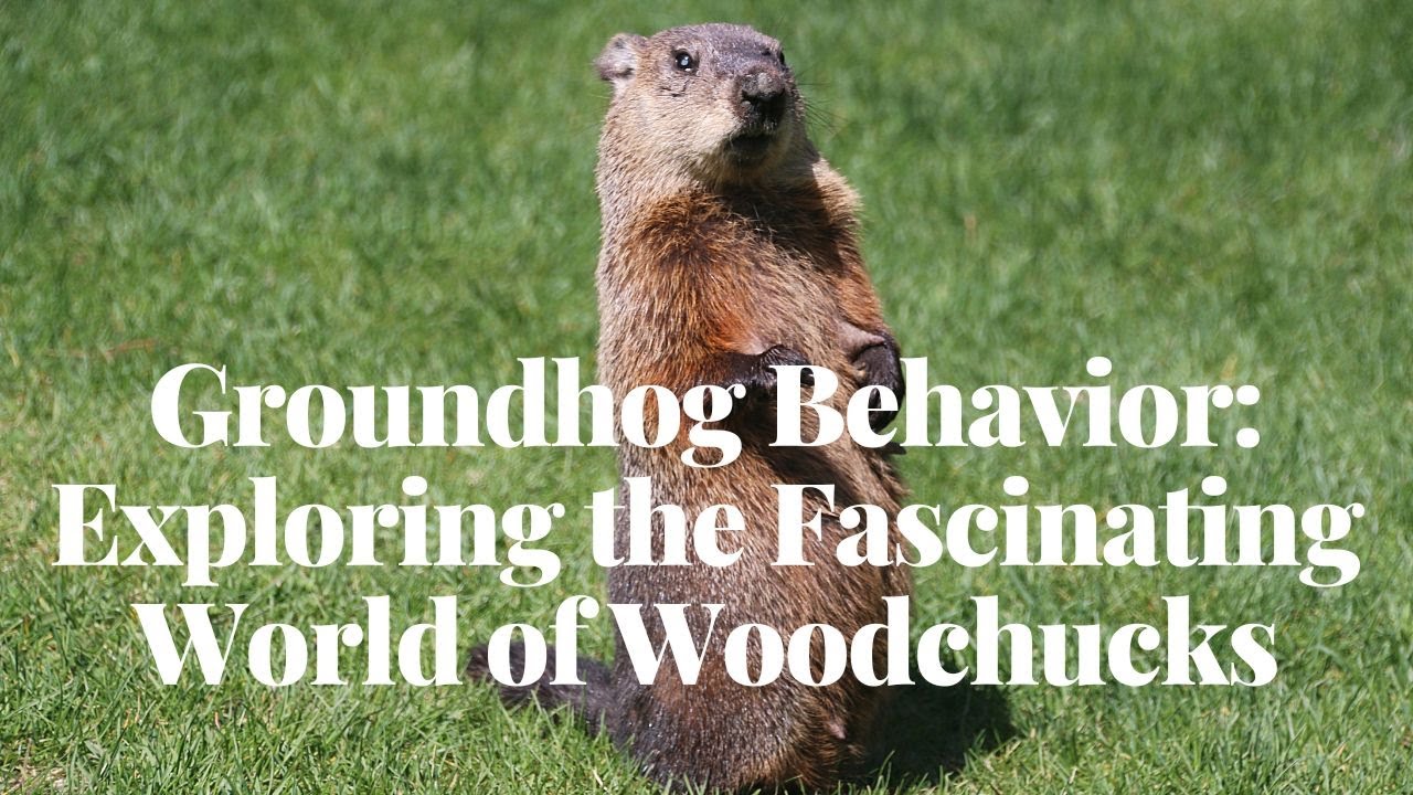 'Video thumbnail for Groundhog Behavior: Exploring the Fascinating World of Woodchucks'