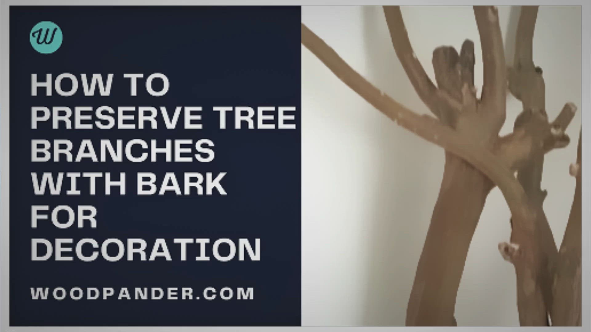 'Video thumbnail for How To Preserve Tree Branches'