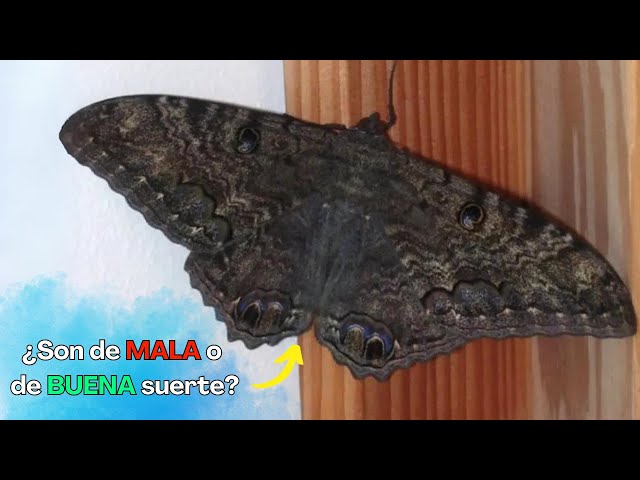Video thumbnail for Las mariposas negras no son de mala suerte, que una llegue a tu casa tiene un hermoso significado
