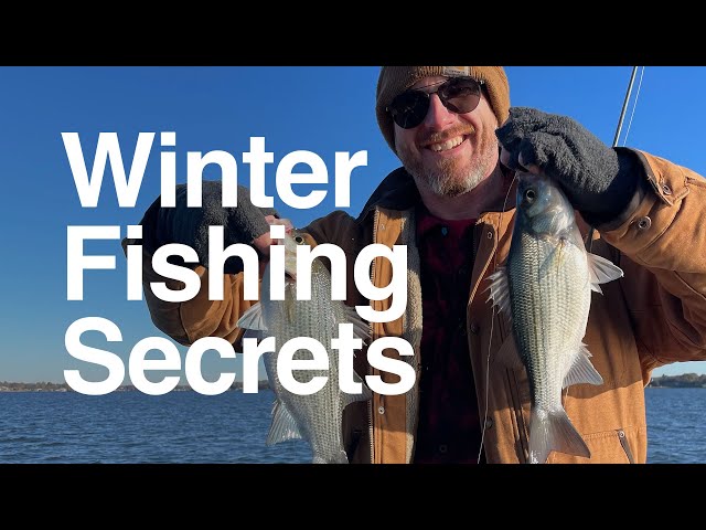 Video thumbnail for White Bass & Hybrid WINTER SECRETS! Fishing with Herbeck's Lonestar Fishing on Cedar Creek Lake, TX