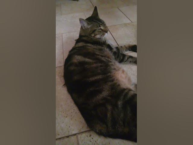 Video thumbnail for cat reveal