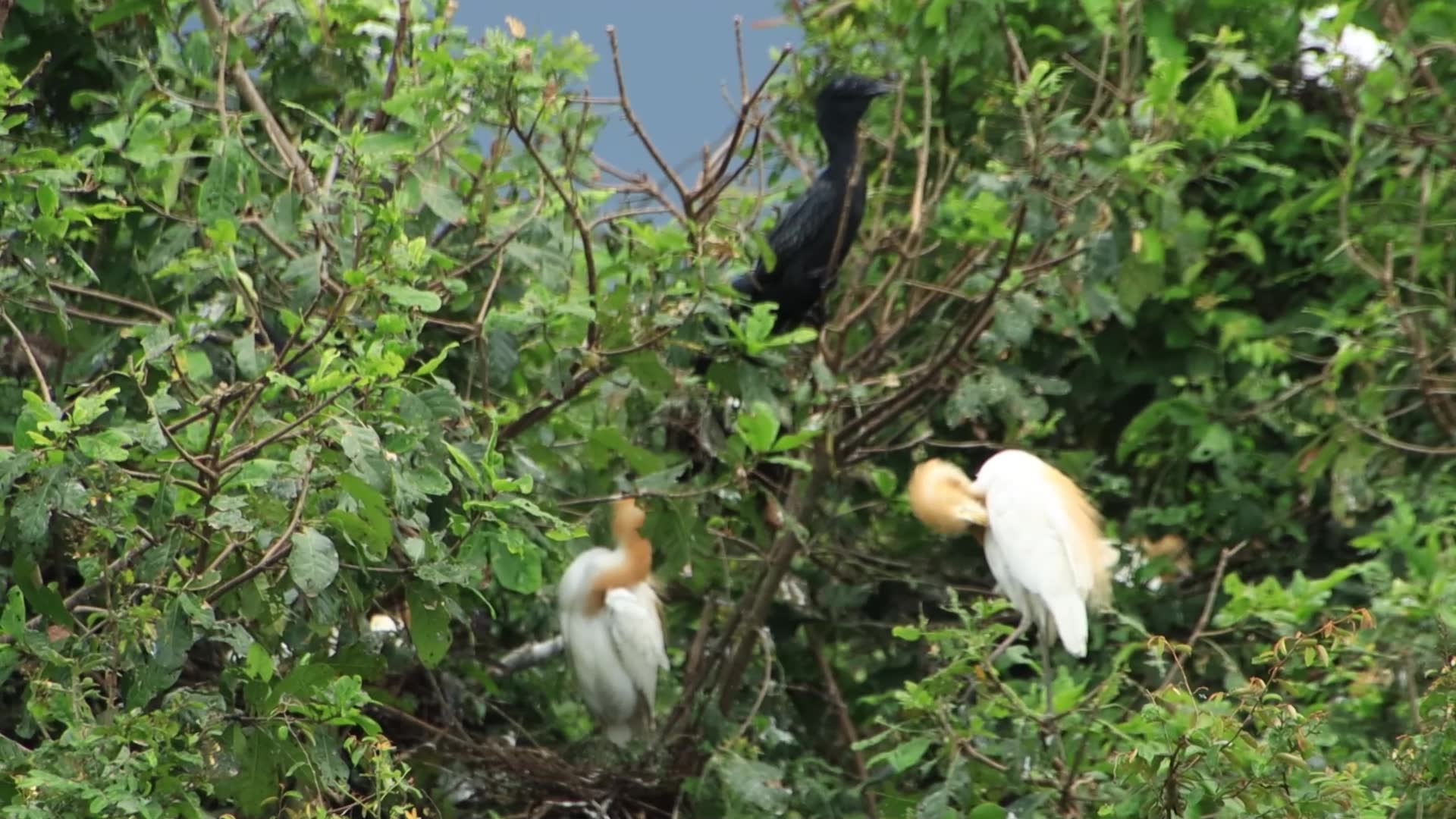 'Video thumbnail for The nest black bird or wild color birds'