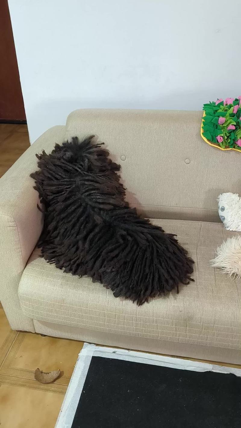 Video thumbnail for Mop-Like Corded Dog Reveals the Hidden Head on the Couch