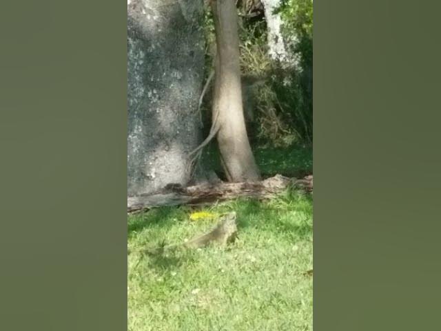 Video thumbnail for Big Lizard Iguana