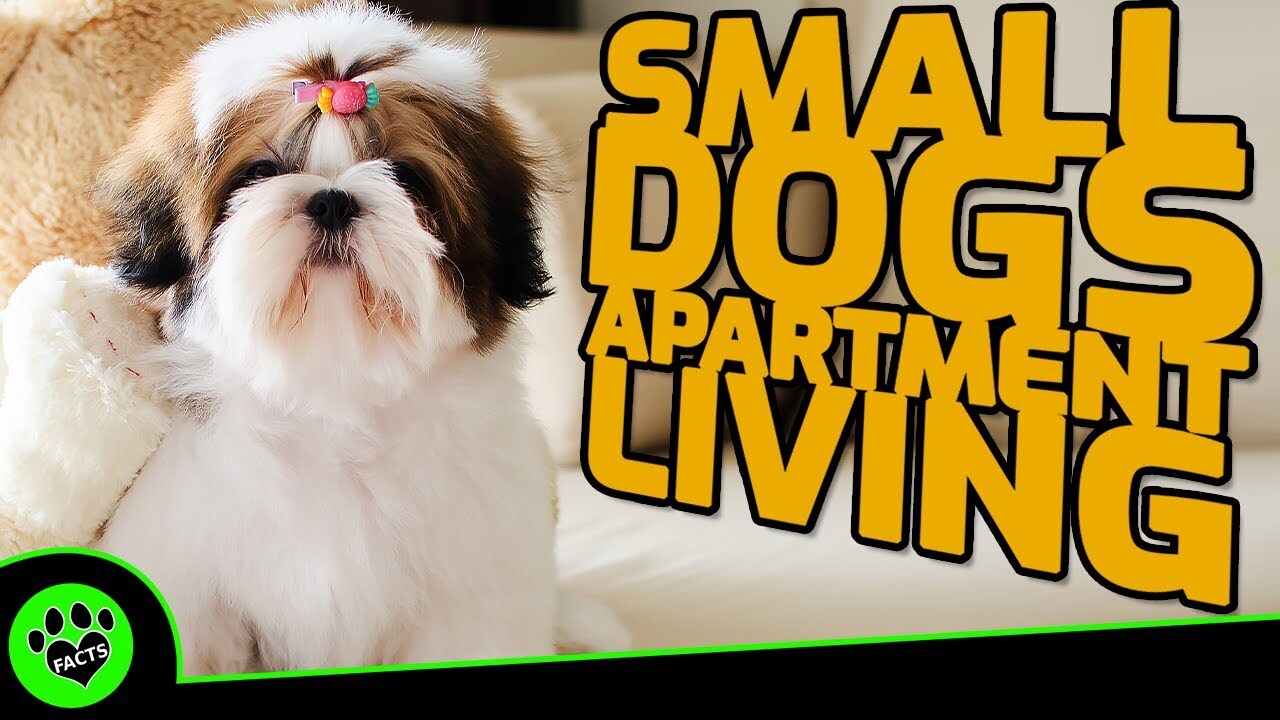 Video thumbnail for 7 Best Small Dog Breeds for Apartment Living: Space-Saving & Adorable Companions!