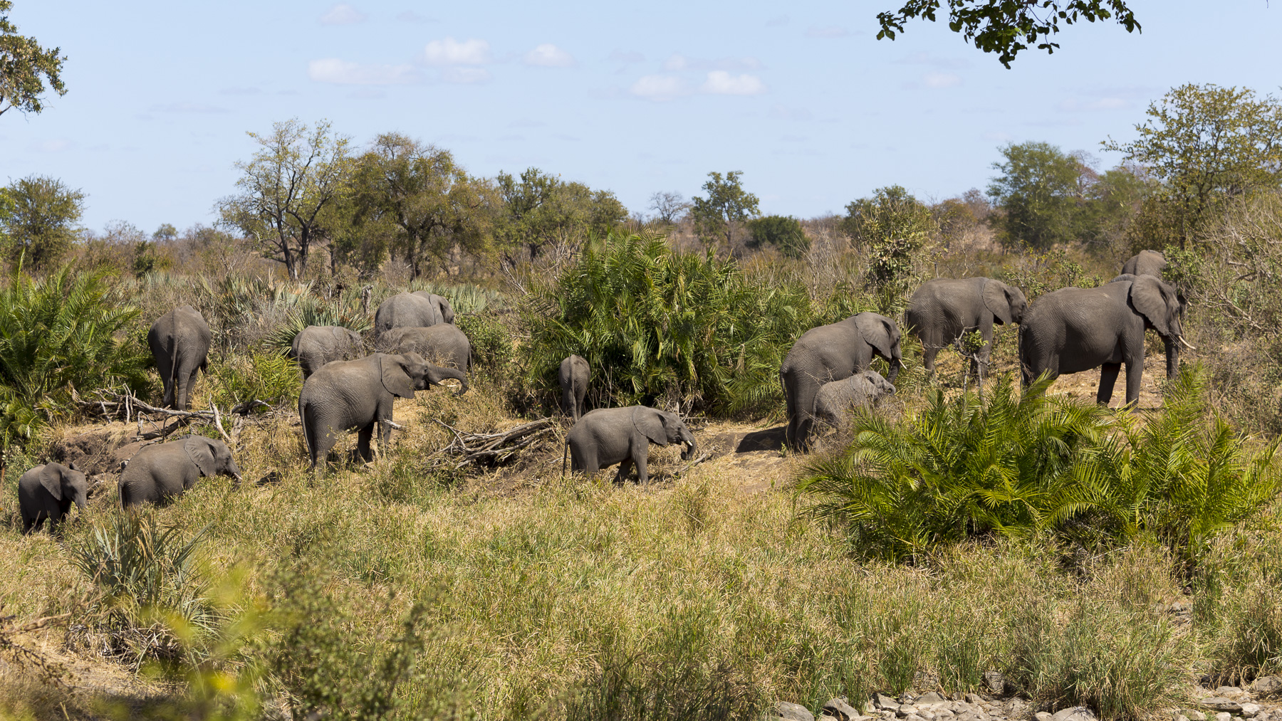 'Video thumbnail for Kruger Nationalpark - Luvuvhu und Babalala Picnic Side | Südafrika'