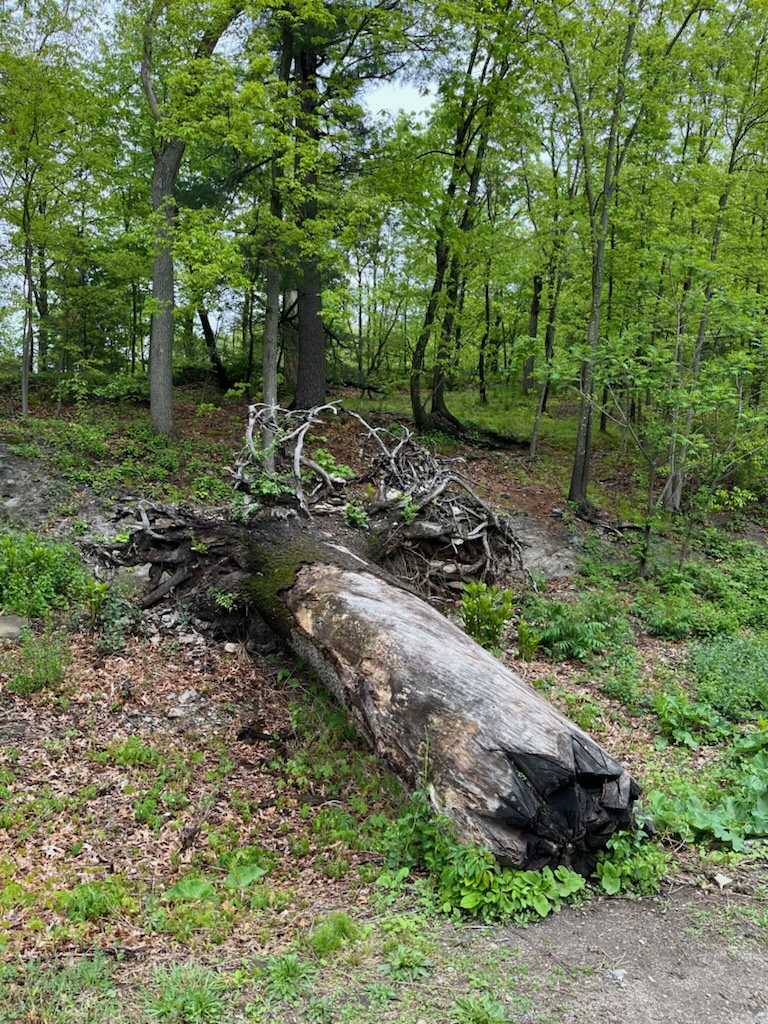 'Video thumbnail for How to Save a Dying Tree?'
