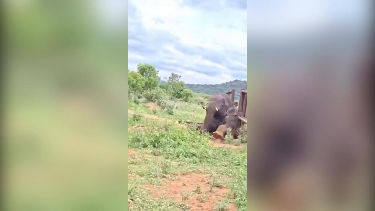 Video thumbnail for India: Wild tusker trapped inside iron barricade during return journey, five-hour rescue ends with safe release.