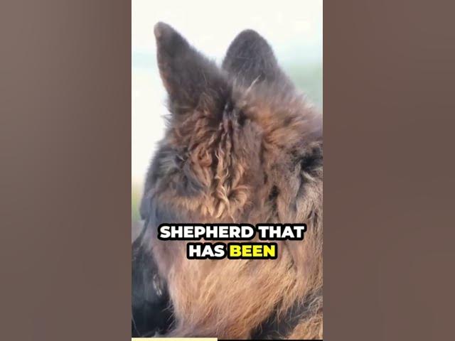 Video thumbnail for Highlight their protective instincts and potential for power