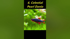 Video thumbnail for Top 10 Fish for a 5 Gallon Tank #shorts