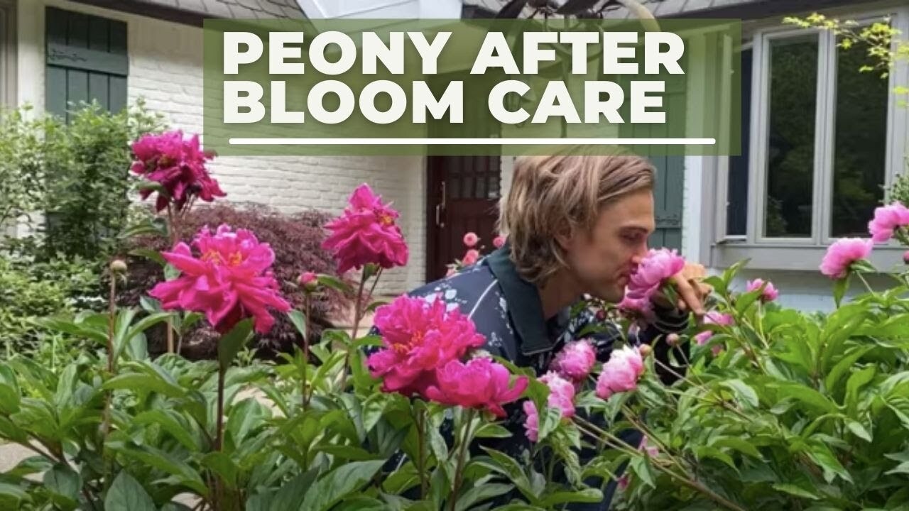 Video thumbnail for Peony After Bloom Care // SUB SPANISH