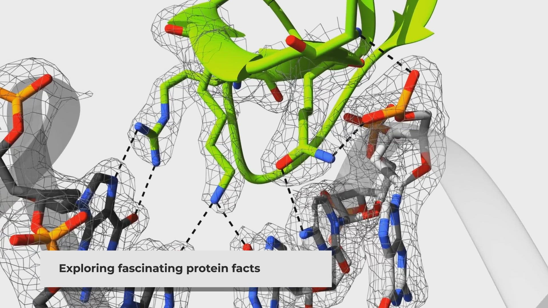 Video thumbnail for Exploring Wild and Interesting Facts About Protein